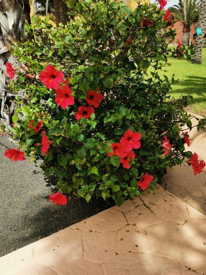 Appartamento Spagnolo Oasis Tamarindo Коралео Екстериор снимка
